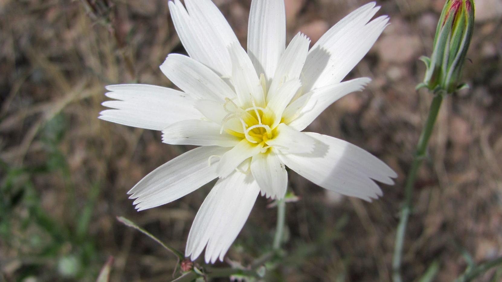 Tucson weather: Sunny and pleasant